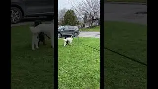 Spring time Canada #shorts #animals #dog #dogs #canada #tiktok #viral #viralvideo
