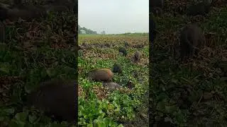 pigs, hog, boar,funny pig ,pigs facts