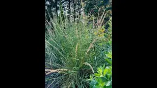 Minnesota Native Plants - Side-Oats Grama (Bouteloua Curtipendula)