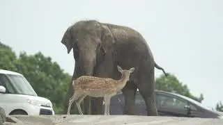 #elephant with #deer #rare #footage #viral #video on#youtubeshorts