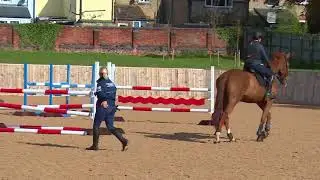 Young Horse Showjumping Training Part 3