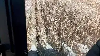 Corn Harvest 2021