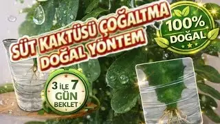  S&uuml;t Kakt&uuml;s&uuml; (Euphorbia trigona) &Ccedil;i&ccedil;eği &Ccedil;oğaltma | Doğal Y&ouml;ntem.