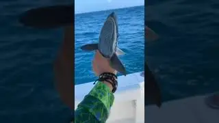 Incredible Remora Fish