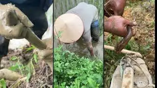 Part 1 is a collection of short videos of catching giant eels 😨