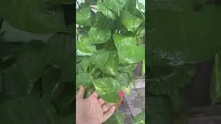 Vastu Tips with Money Plant 🍀 | Good Luck Plant #garden#gardening #greenplant #houseplant#moneyplant