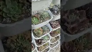 Creative Plant Styling by Hermie Sonajo &hearts;️vertical garden #plants #garden #hermiesonajo #succulents