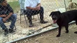 Male Black Shep/Lab mix at Delano Animal Shelter
