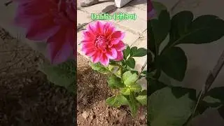 Vibrant Pink Dahlia/ ornamental Plant Pollinator attraction 🦋🐝#plantstudy #viralshort #dahliagarden