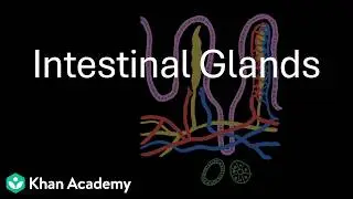 Intestinal Glands | Digestion and absorption | Class 12 | Zoology | Telangana | Khan Academy
