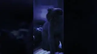 Когда сидишь в ожидании клиентов #cat #animal #животные #кот #cinematic