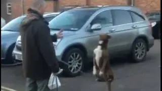 Chain Surfing Dog / Balancing Dog =)