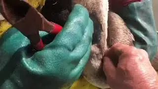 Another Day, Another Pelican to Save!