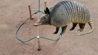 Armadilha de laço para pegar tatu paca cutia capivara cateto #javali