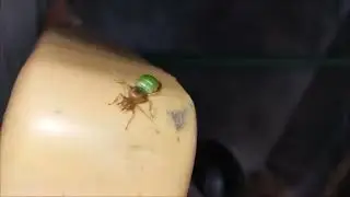 Greencolorant# Different typeant# green color ant 🐜பபபச்சை நிற எறும்பு அதிசயமான