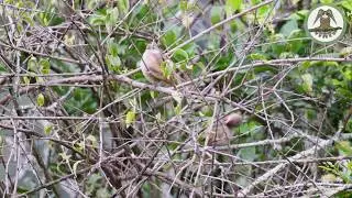 Espinero Frente Rojiza (Phacellodomus rufifrons) Rufous-fronted Thornbird