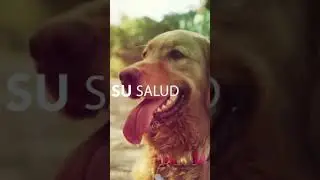 Alimento para mascotas VETERINARY HPM de VIRBAC