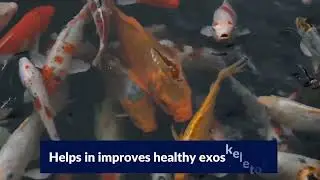 RIGMIN AQUA - Mineral Mixture For Fish | Aqua Feed Supplement