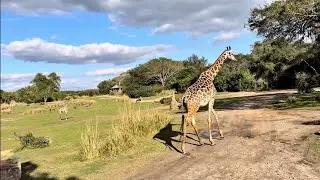 Kilimanjaro SafarisDisney&rsquo;s Animal Kingdom | Walt Disney World | Orlando, Florida (Dec 2025)
