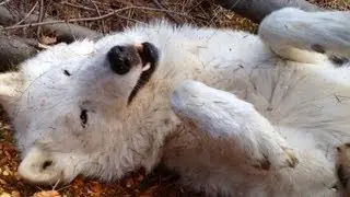 Chipper Wolf Amid Wood Chips
