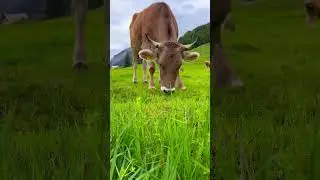 Cute cow 🐄 Bavarian Alps 🏔️ #farming
