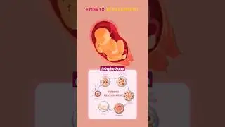 Birth process. Baby birth process. pregnancy process.   #birthprocess #pregnancy #pregnancytips