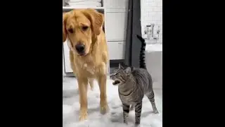 Cute cat and dog moments that will instantly lift your mood 😻 🐕 