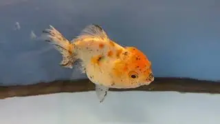 Oranda S/T - 4503
