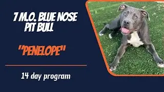 🐶Reno Area Dog Trainers / Best Dog Trainers In Reno 🦮