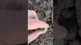 SURPRISING FIND ! #follow #metaldetecting #shortsviral #coin #subscribe #love #viral #tiktok #fyp