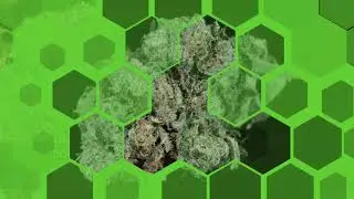 Strain Profile: Sour Diesel