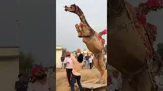 Rajasthani desi camel dance #dance #trendingshorts #trendingsong #rajasthaniclture #cameldance