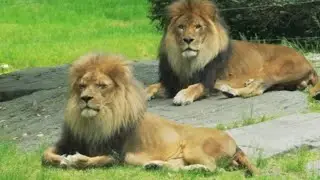 Lions relaxing in their domain at the Zoo.🦁