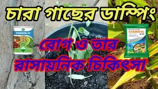 চারা গাছের ডাম্পিং রোগ তার রাসায়নিক চিকিৎসা Dumping disease of seedlings and its chemical treatment