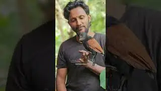 a crow pheasant baby's story  ❤️