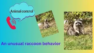 Unusual raccoon behavior. Called Animal control!