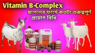 ছাগলের শরীরকে সুস্থ এবং দুর্বল শরীর কে মজবুত করতেApplication of vitamin B complex in the farm