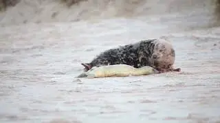 Sea lion giving birth 🤰