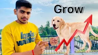 अब अपने Dog के height कों rocket के speed सें बढ़ाए😱😱।।#dog #height #trending #petcare