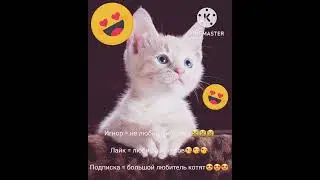 #cats #cat #top #cute #love #lol #video #videos #videoshort #shorts #like #funny #funnyvideo #fun