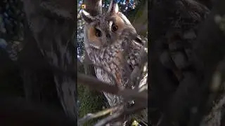 Long-eared owl sound