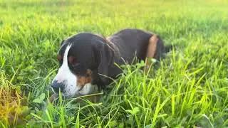 Exploring the meadow  #backseat #travel #dog #carseat #ROUWINNE