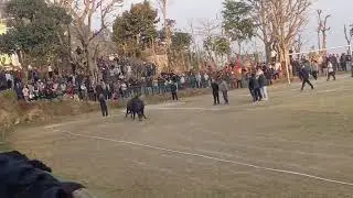 गोरखाको घैरुङमा माघे संक्रान्ति मेलामा गोरू जुधाई कार्यक्रम । fighting  ox 
