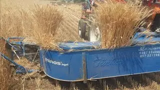 🌾🌾 Cutting With Reaper Binder On Fiat 480