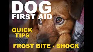 Dog First Aid   Quick tips hypothermia and shock