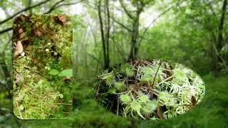 Bienwald Lautermoor