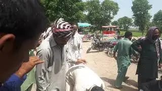 Haveli Lakha Mukabala. 24.5.2021.03044370673