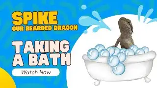 Bearded Dragon Taking a Bath 🛁🦎 | Spike&rsquo;s Cutest Bath Time Ever!