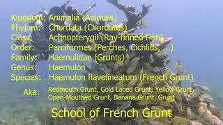 French Grunt
