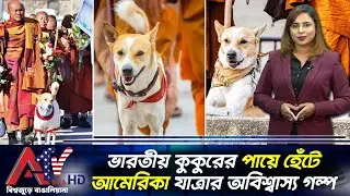ভারতীয় কুকুরের পায়ে হেঁটে আমেরিকা যাত্রার অবিশ্বাস্য গল্প | India | The story of Aloka | ATV USA